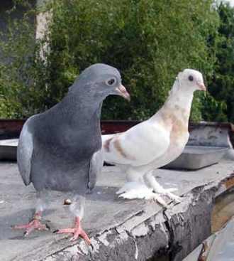 young blue bar and isabella dropper