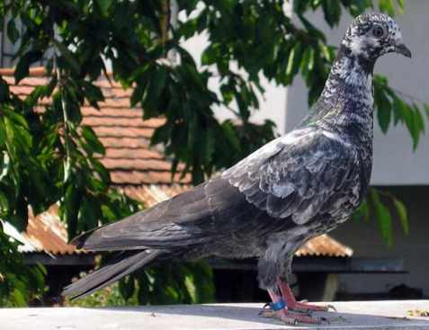 young mottle hen