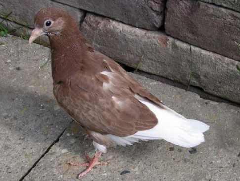 red white flight sqeaker