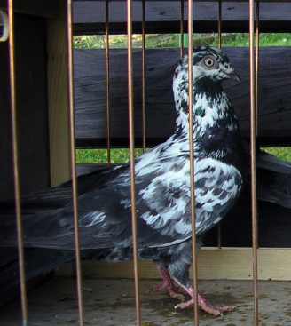 dark mottle hen