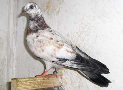 red grizzle hen
