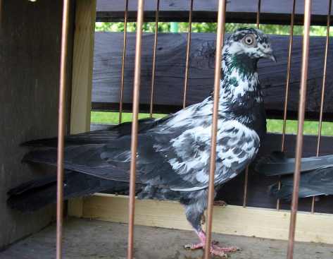 dark mottle hen