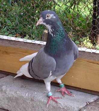 hughes badge hen