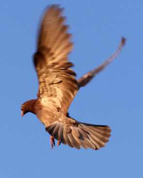 red tippler dropping
