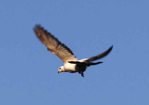print in flight