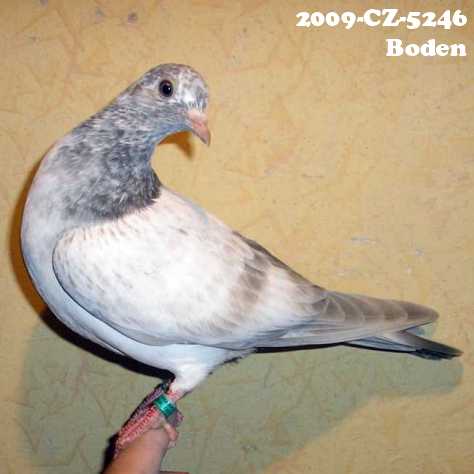 Boden