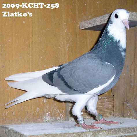 Klacar