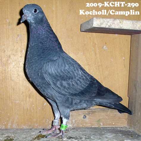 Kocholl/Camplin