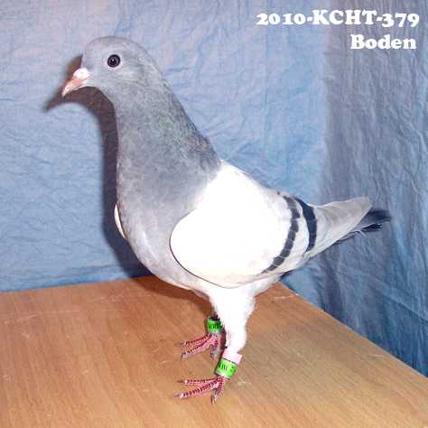 Boden