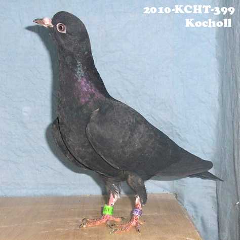 Kocholl